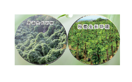 高學歷養(yǎng)生黨親測：這款雙有機野生葛根粉，憑什么成日常優(yōu)選？?