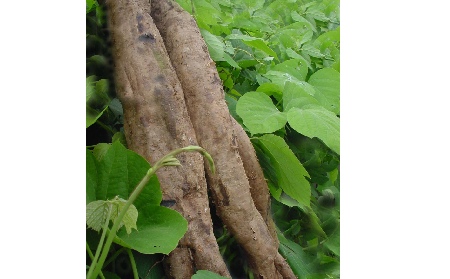 長期吃葛粉是養(yǎng)生還是傷身？科學(xué)解讀它的三大益處，讓你吃得更明白！