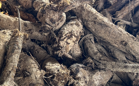 二月風(fēng)有機(jī)野生葛根粉：喚醒東方食材的時令智慧