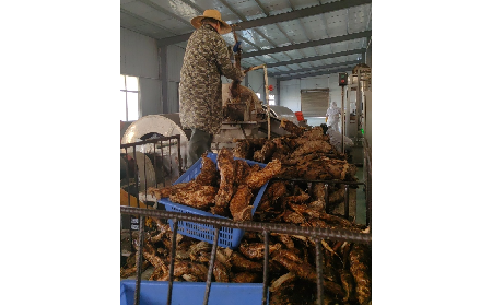 野生葛粉加工正當(dāng)時，二月風(fēng)匠心傳承好味道